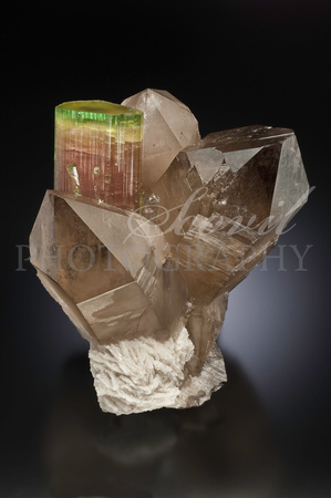 Elbaite, quartz, albite. 18 cm h. Paprok,  Kunar, Afghanistan. Collector's Edge.