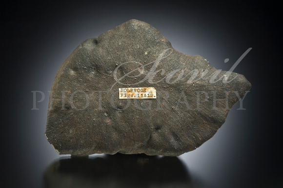 L/LL6 Ordinary chondrite; Arizona; 604 g. G Gheesling coll.